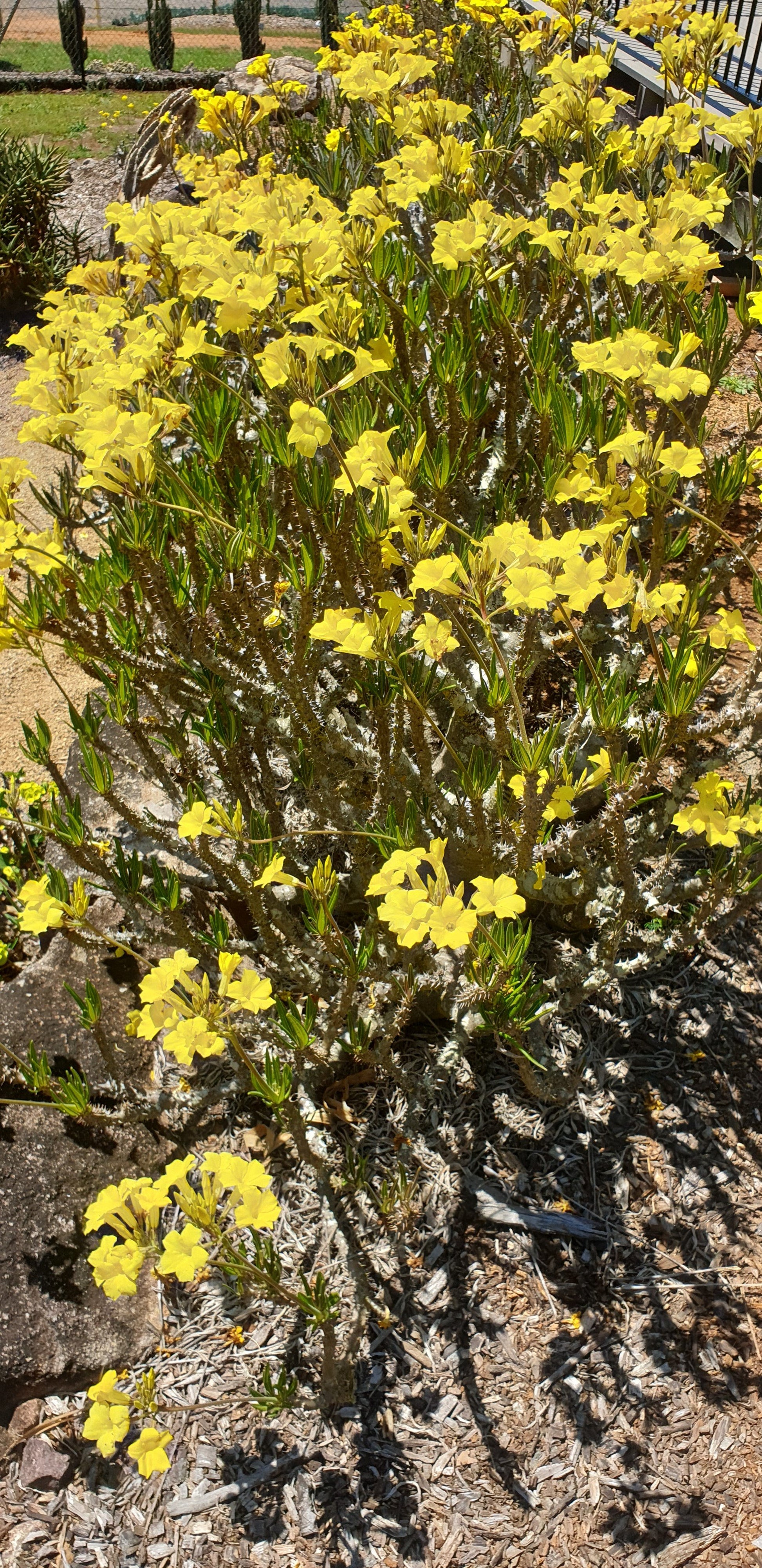 Close-up Pachypodium Yellow spiny water-storing stem detail Australia