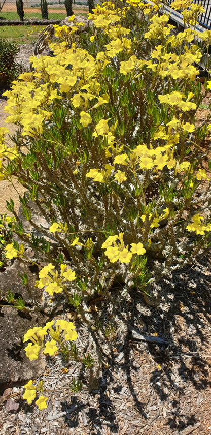 Close-up Pachypodium Yellow spiny water-storing stem detail Australia