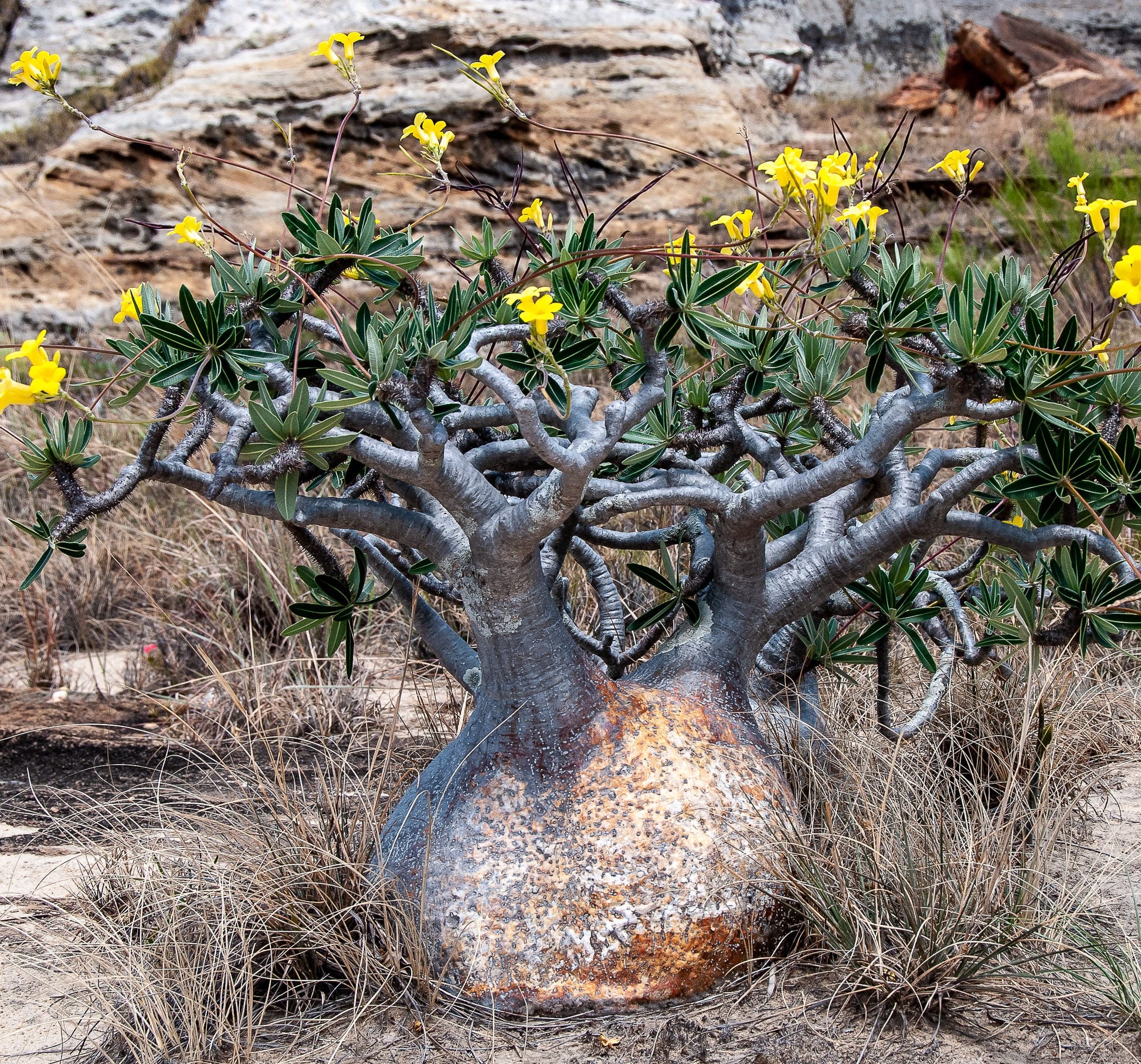 Pachypodium Yellow flowering Madagascar palm with bright yellow blooms Australia