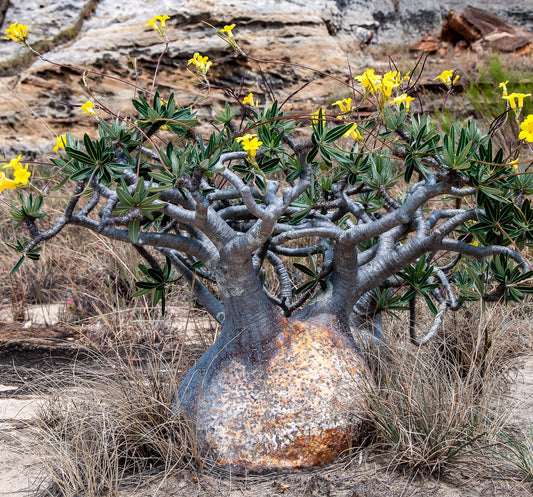 Pachypodium Yellow flowering Madagascar palm with bright yellow blooms Australia