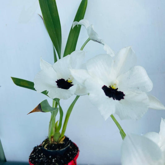 Vibrant pastel blooms of Miltoniopsis ‘Ranto’ rare hybrid orchid for sale Australia