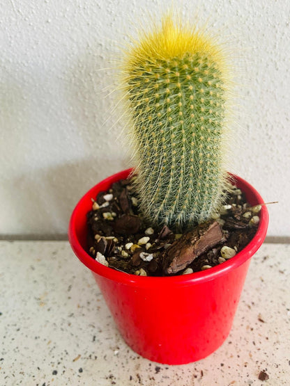 Parodia Golden Ball Cactus blooming yellow daisy-like flowers in summer, low-maintenance yellow-flowering cactus for Australian rock gardens.