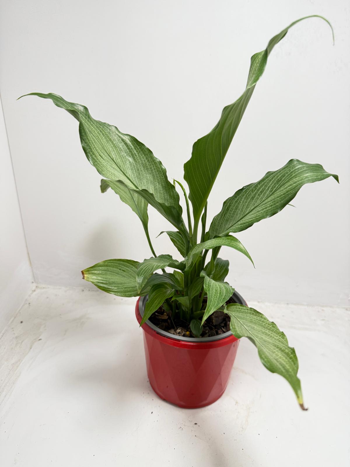 Healthy Peace Lily indoor plant - fast delivery across Australia