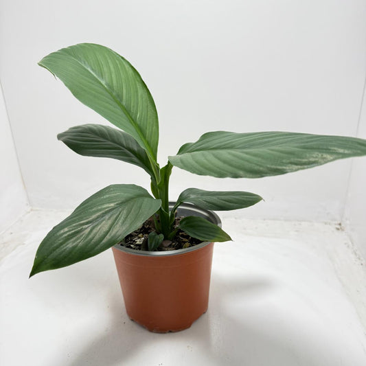 Peace Lily Green Bat in 130mm pot with lush dark green foliage - buy indoor plants Australia