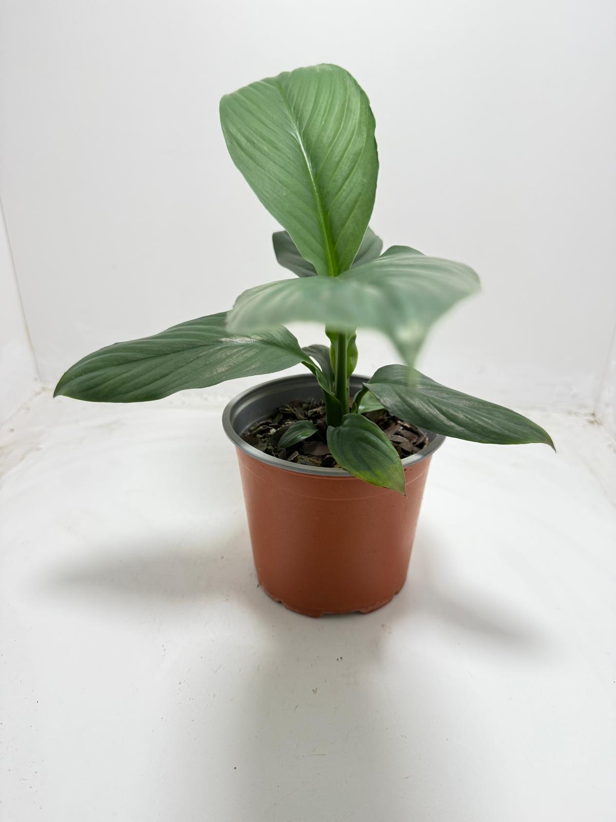 Peace Lily Green Bat 130mm on desk - natural air purifier for home office
