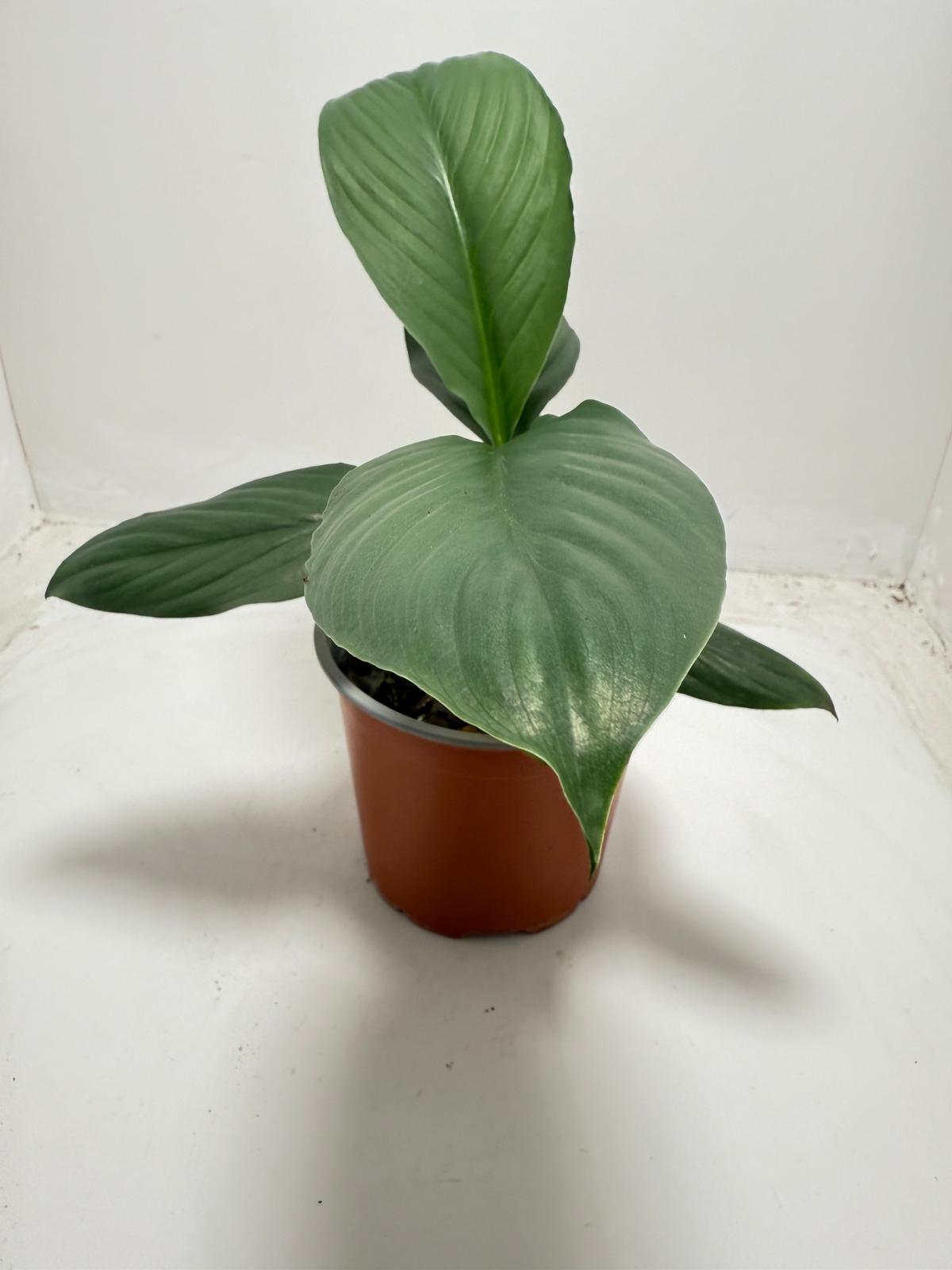 Peace Lily Green Bat with elegant white flowers - air purifying indoor plant