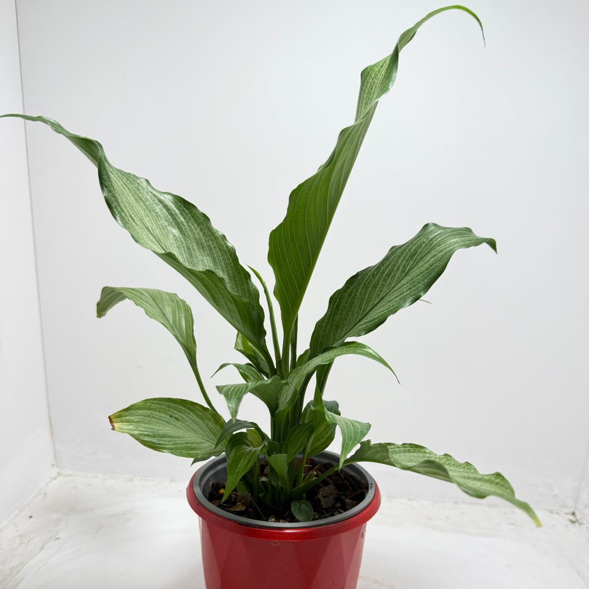 Peace Lily thriving in low light indoor space - easy care houseplant