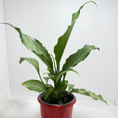 Peace Lily thriving in low light indoor space - easy care houseplant