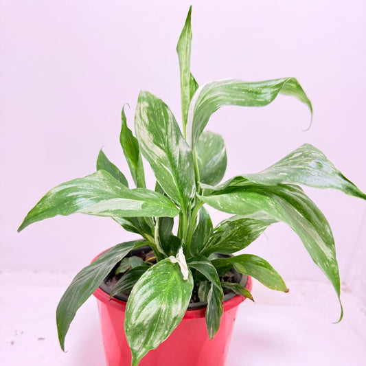 Peace Lily Jet Diamond 130mm with glossy dark green leaves in black pot - indoor plant Australia