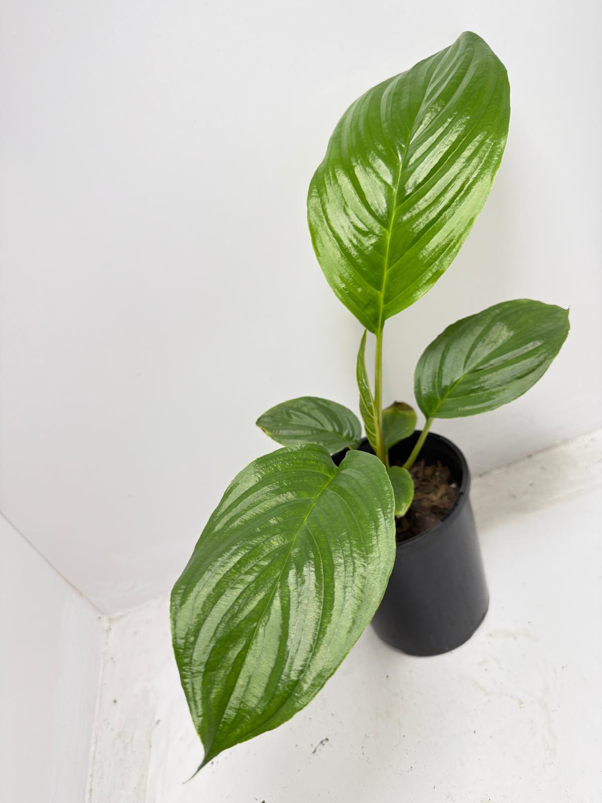 Peace Lily thriving in low light Australian apartment bedroom