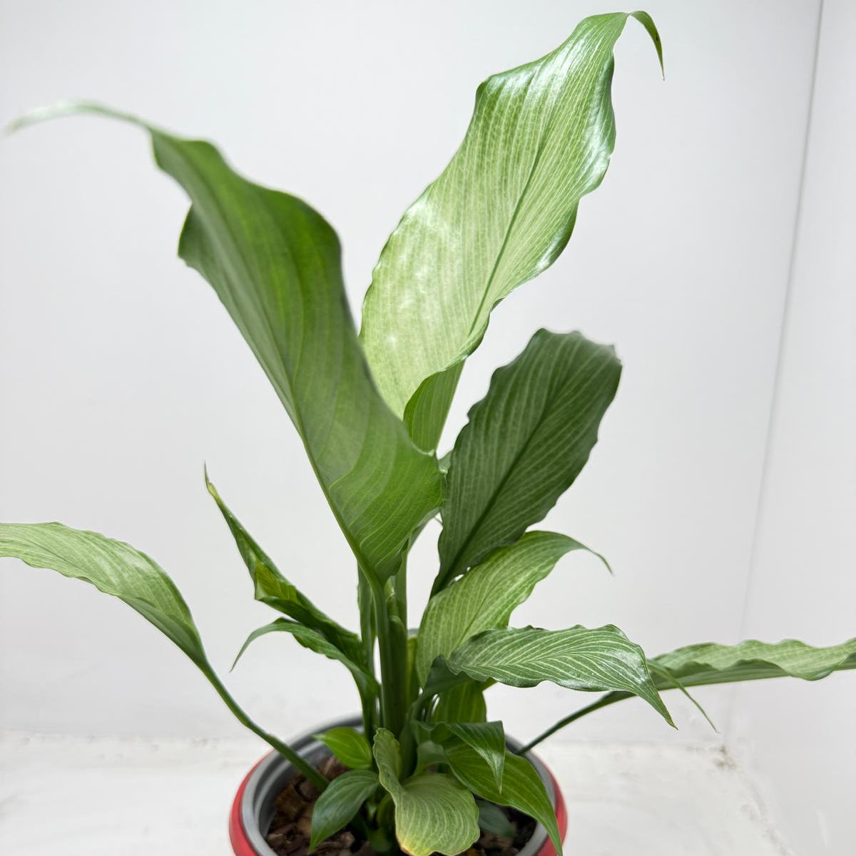 Peace Lily Platinum Mist in 130mm pot - buy indoor plants Australia