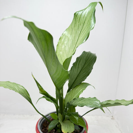 Peace Lily Platinum Mist in 130mm pot - buy indoor plants Australia