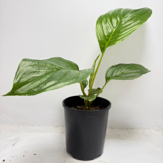 Large Peace Lily Sensation with dark green ribbed foliage perfect for Australian homes