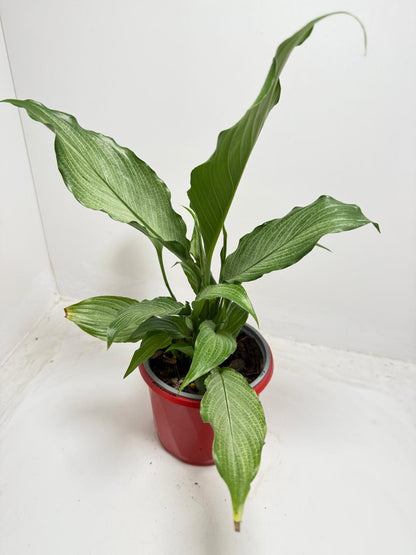Variegated Peace Lily green leaves in 130mm pot - online plant shop