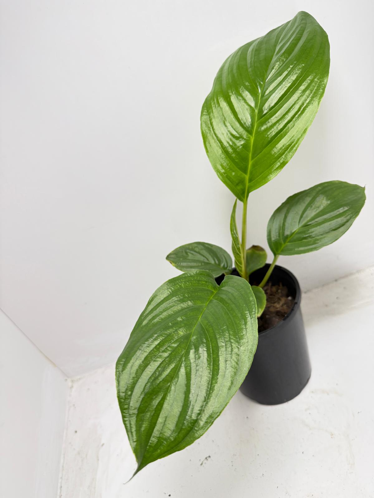 Peace Lily ‘Sensation’ 130 mm – Extra-Large Foliage Indoor Air-Purifying Plant