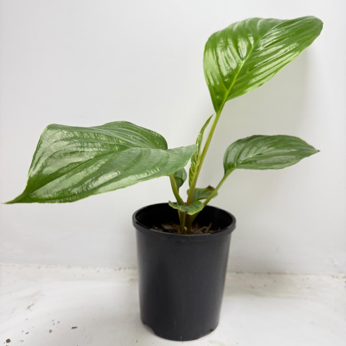 Peace Lily ‘Sensation’ 130 mm – Extra-Large Foliage Indoor Air-Purifying Plant