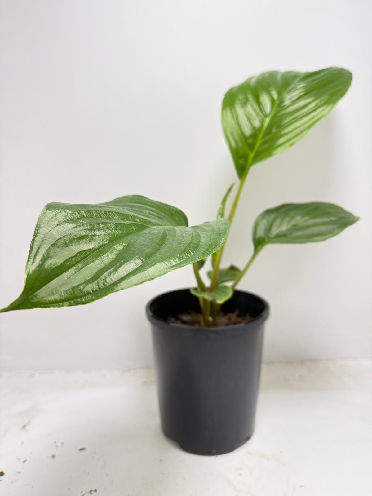 Peace Lily ‘Sensation’ 130 mm – Extra-Large Foliage Indoor Air-Purifying Plant
