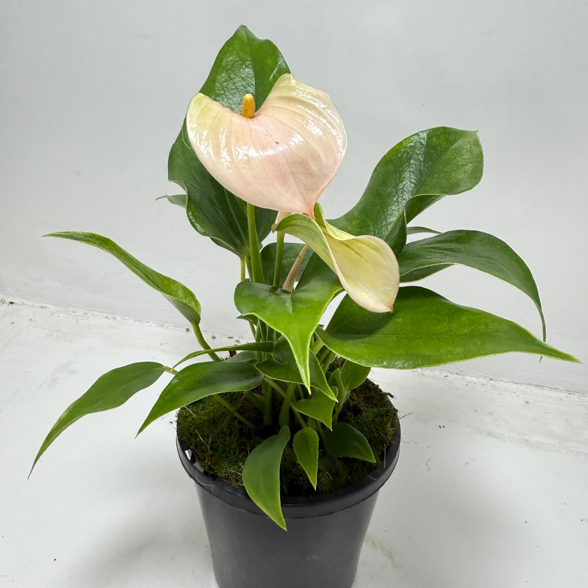 Delicate peach-pink Anthurium Jolie Peach blooms with heart-shaped leaves