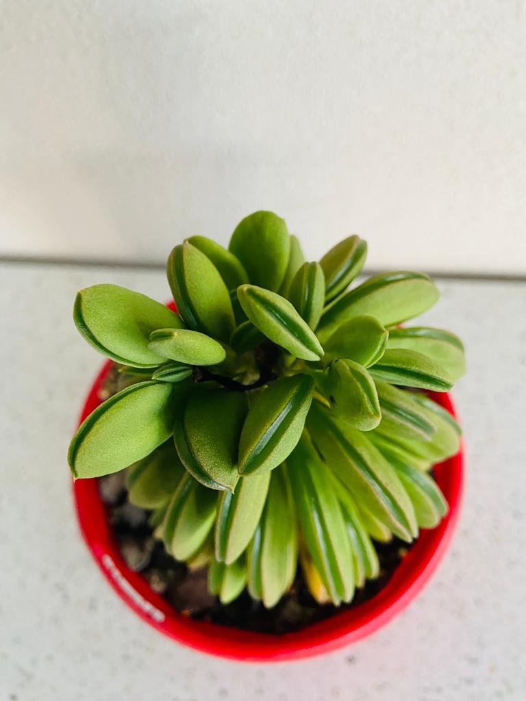 Peperomia dolabriformis Prayer Pepper on modern Sydney office desk