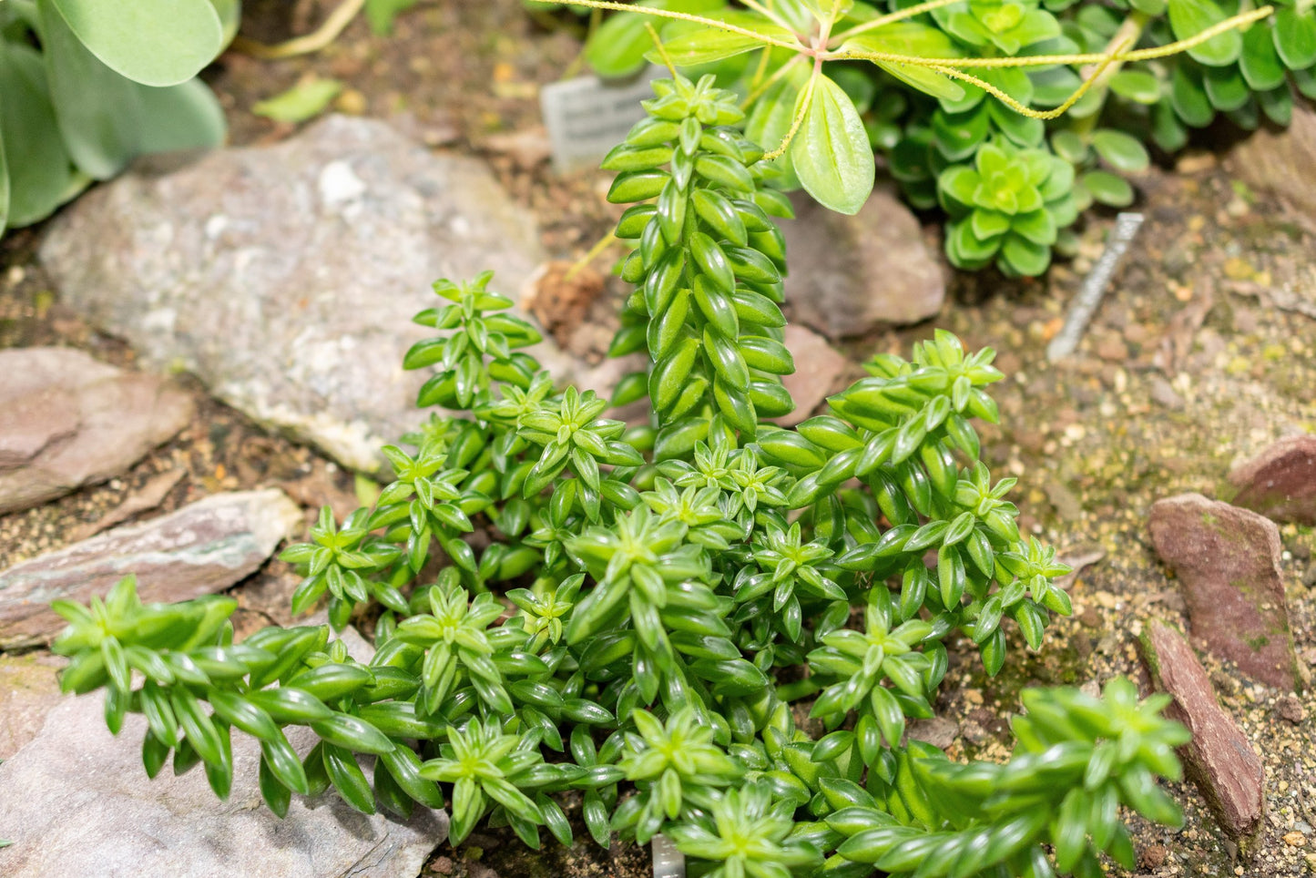 Peperomia dolabriformis Prayer Pepper with taco-shaped folded leaves in 130mm pot