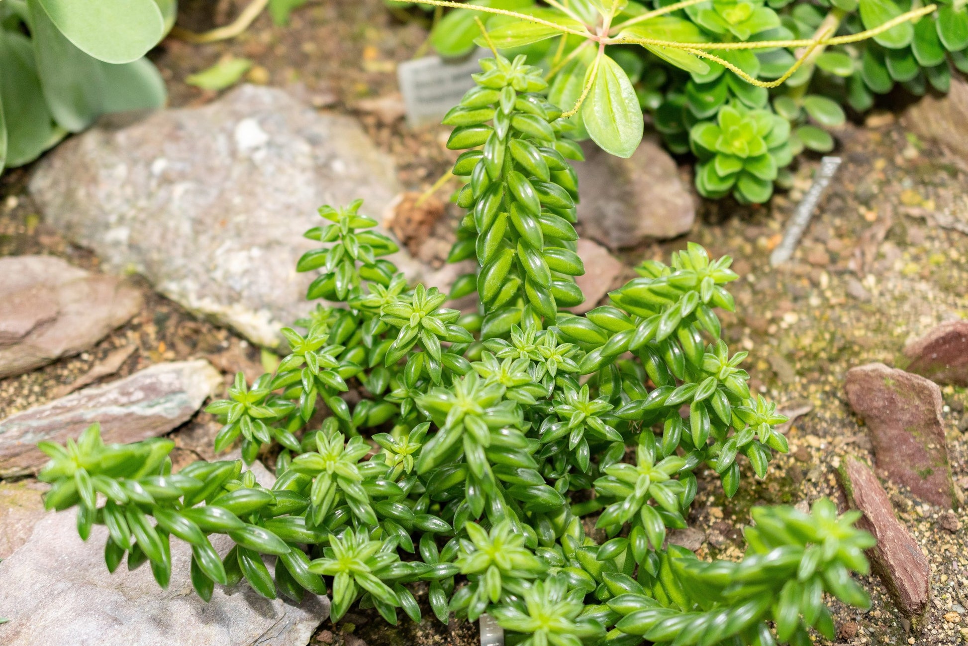 Peperomia dolabriformis Prayer Pepper with taco-shaped folded leaves in 130mm pot