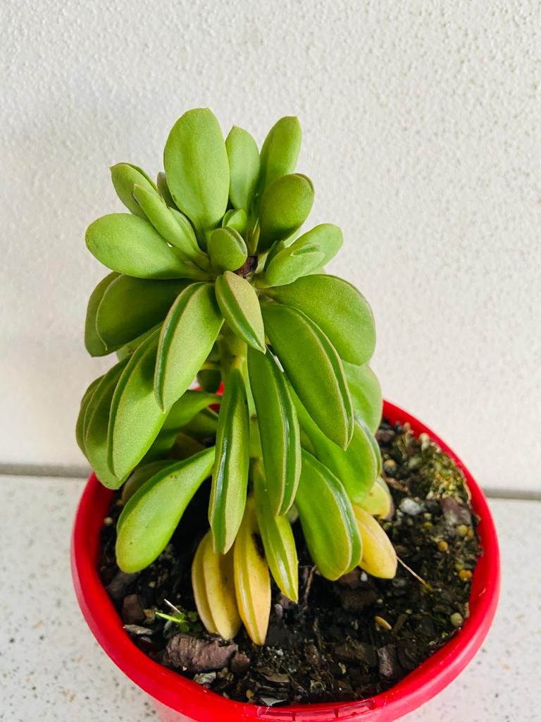 prayer bean plant Buy Peperomia dolabriformis