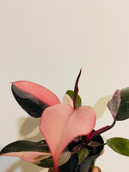 Philodendron Pink Princess in 80mm pot ready to ship Australia