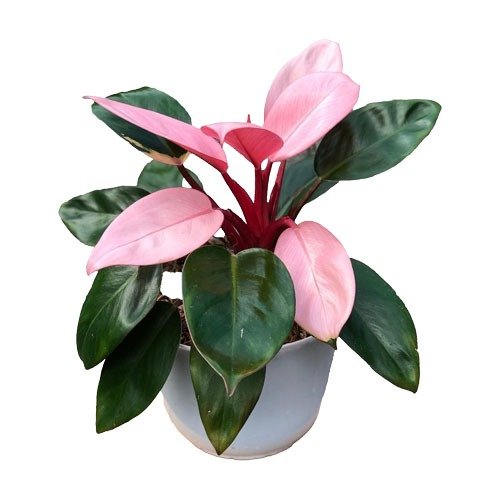 Buy Philodendron Pink Princess Australia rare plant with pink variegation