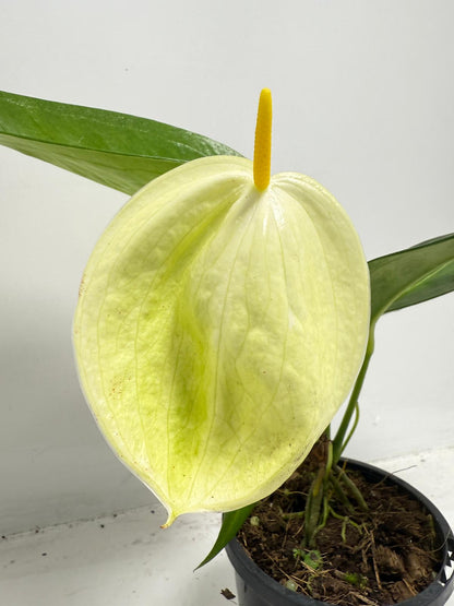 Close-up of rare Pigtail Anthurium showing distinctive spiral flower