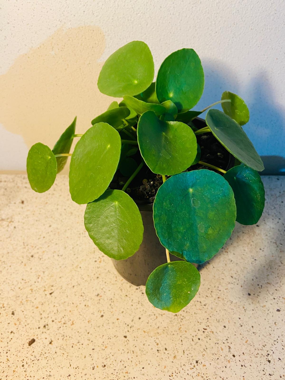 Close-up of healthy Pilea Peperomioides round pancake leaves showing vibrant green colour