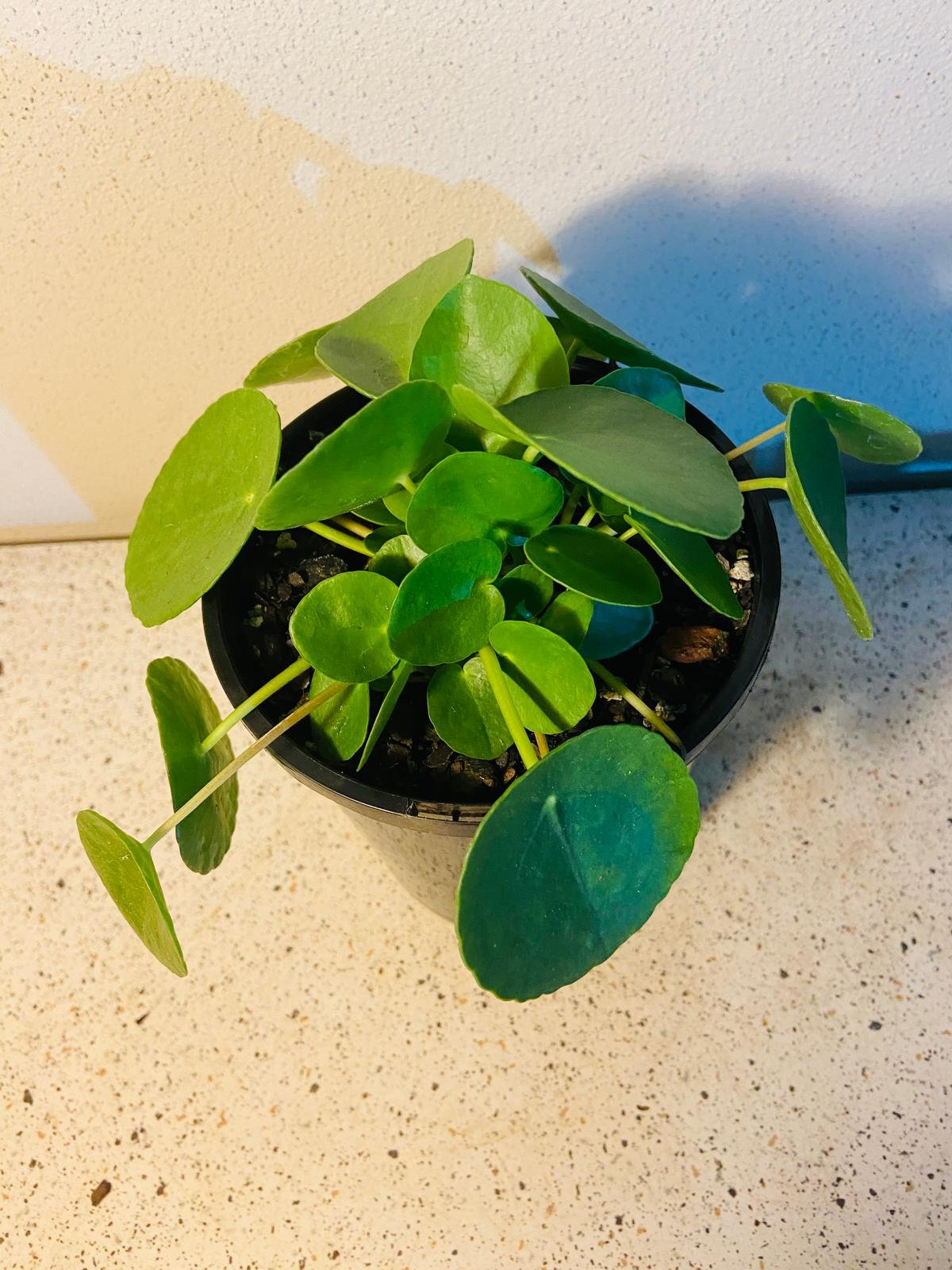 Full view established Pilea Peperomioides 140mm pot ready for Australia-wide shipping