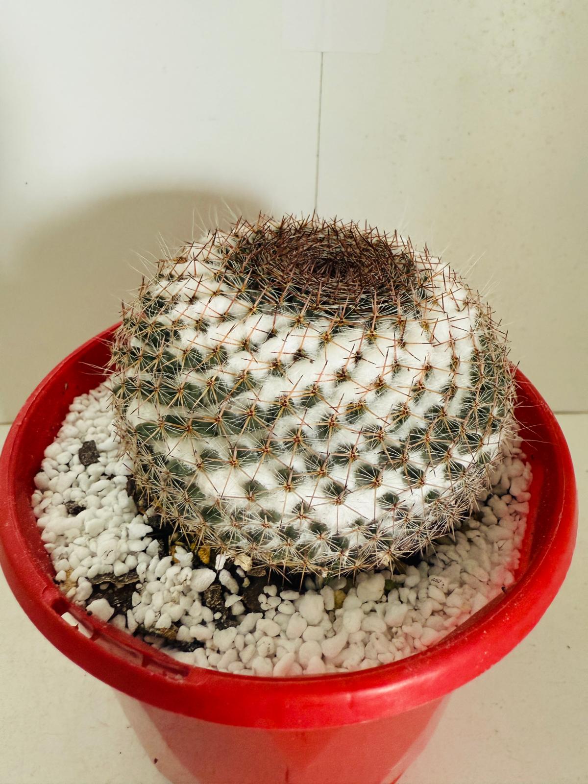 Pincushion Cactus Mammillaria #104 in 130mm pot – perfect indoor cactus for sale in Australia.
