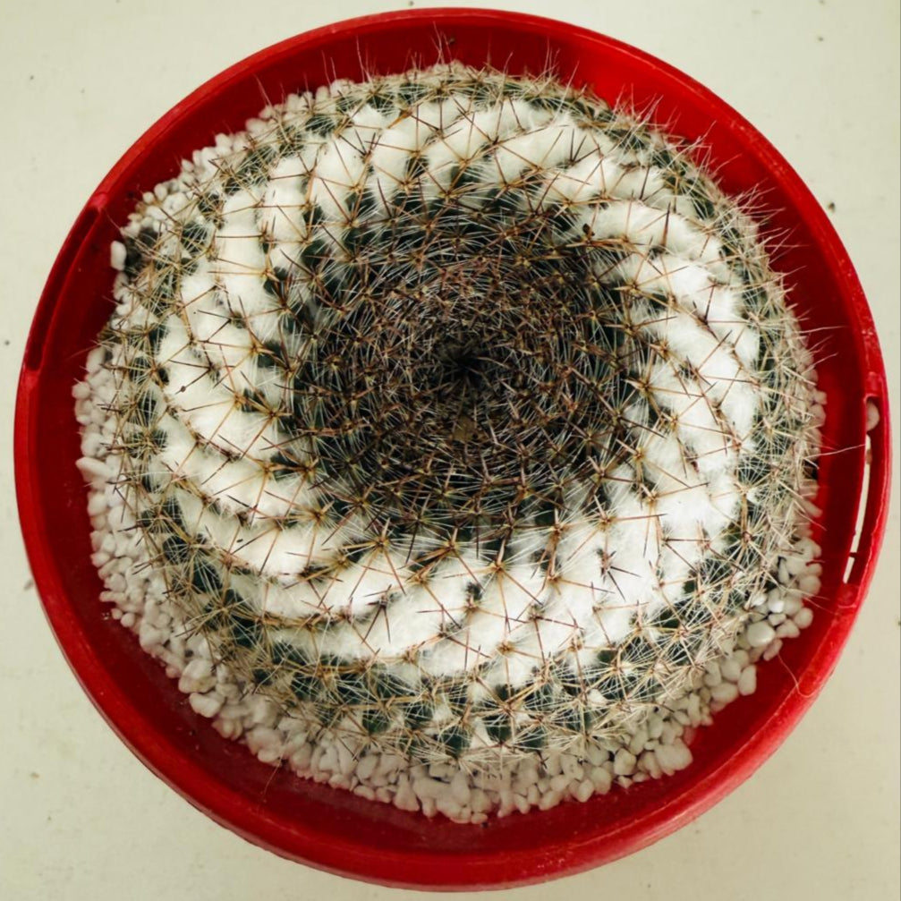 Buy Pincushion Cactus Mammillaria #104 online in Australia – compact flowering succulent with dense spines.