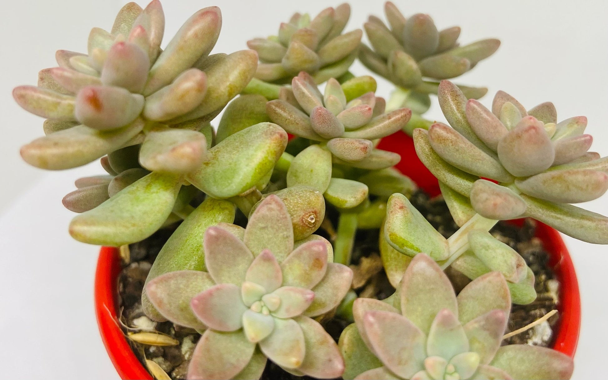 Close-up of Pink Granite Sedeveria trailing succulent showing powdery pink leaves