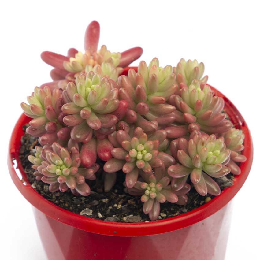 Pink Jelly Bean crested succulent plump bean-shaped leaves
