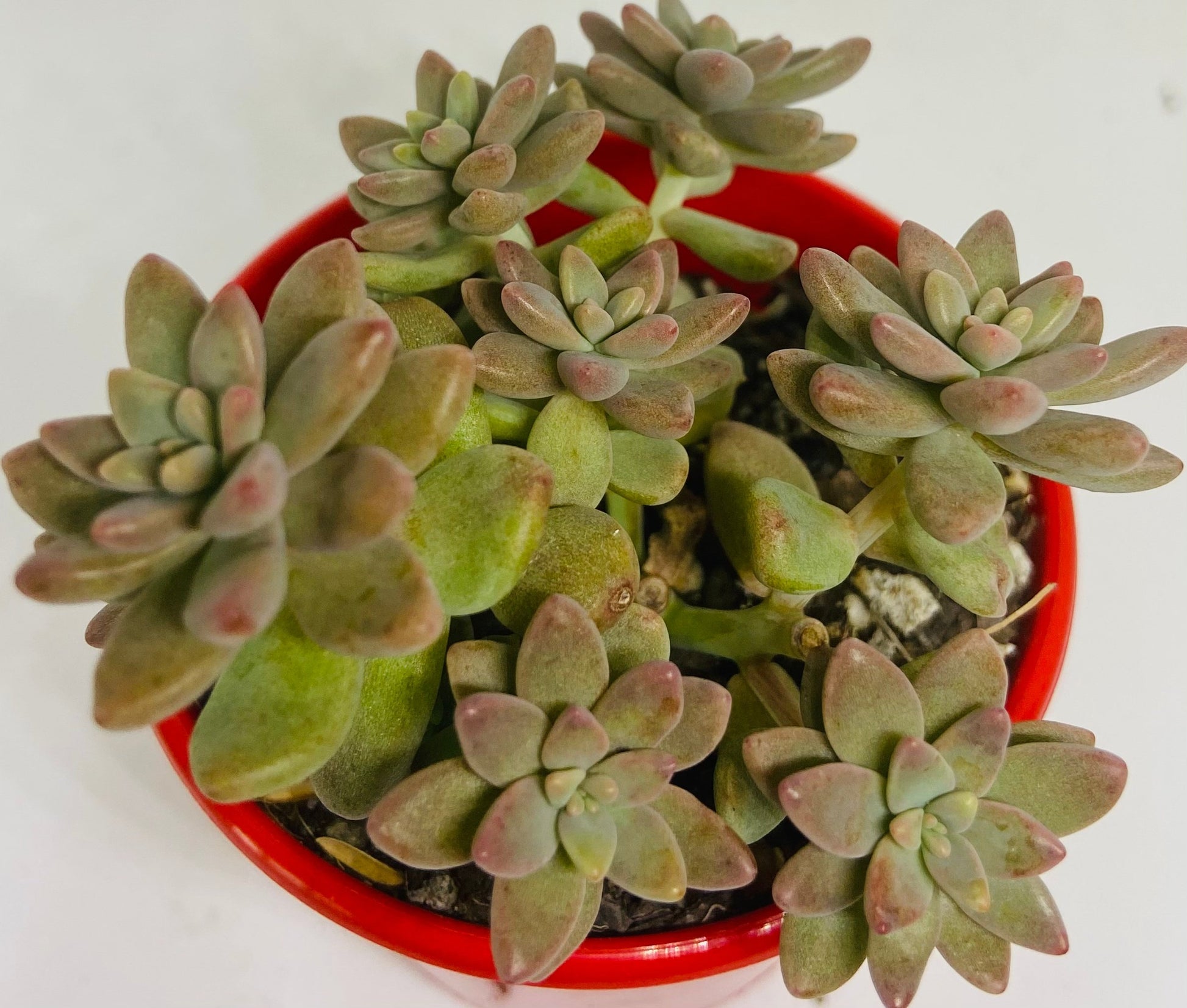 Pink Granite succulent rosette detail showing spoon-shaped pinkish-lavender leaves