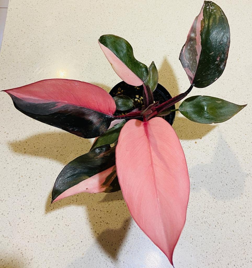 Pink Princess Philodendron showing stunning pink and green variegated leaves rare plant