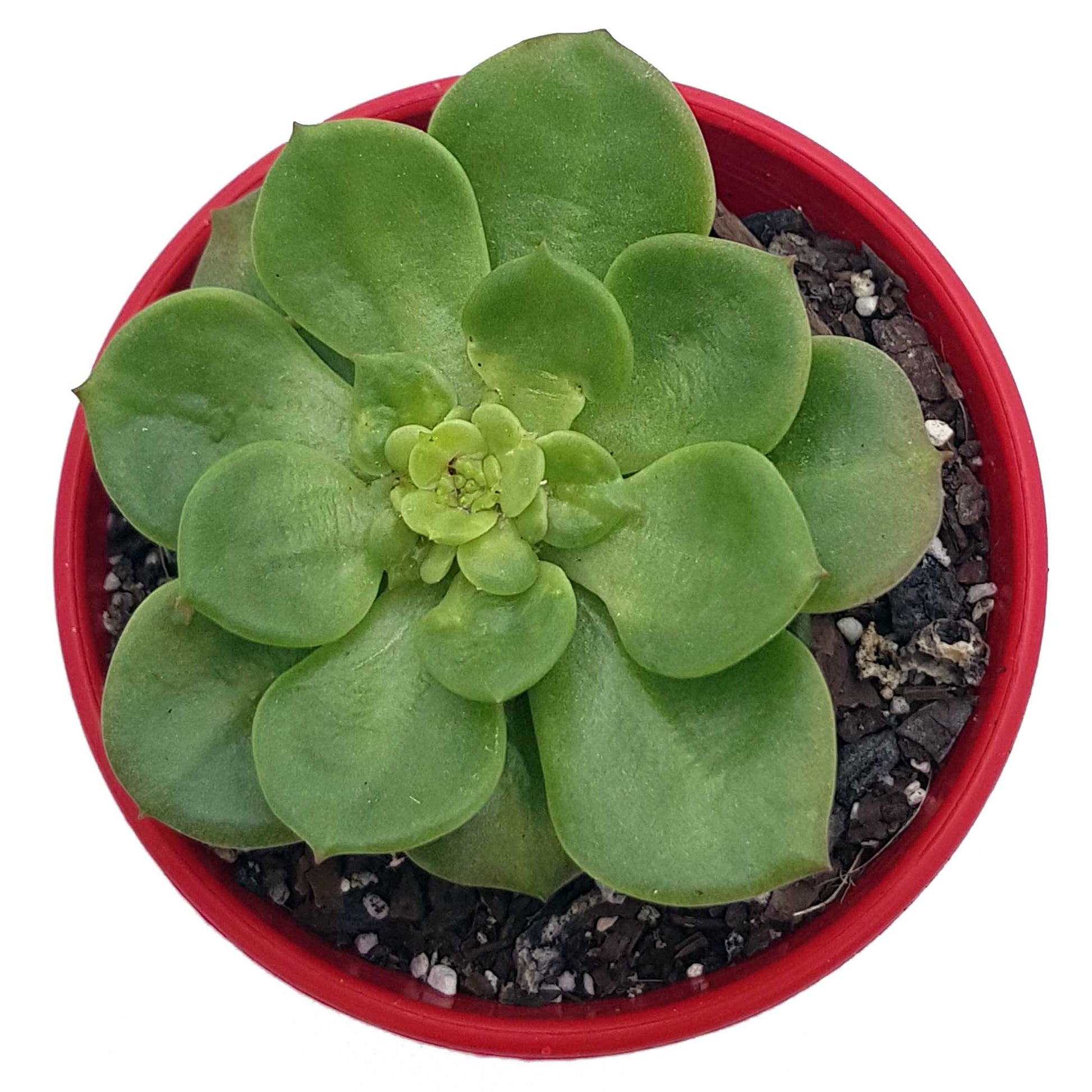Close-up of pink tipped Sedeveria Rolly leaves, easy-care clumping succulent variety