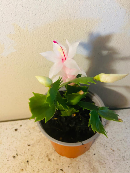Zygocactus Cecilie cacti in decorative pot displaying elegant pink blooms available to buy Australia