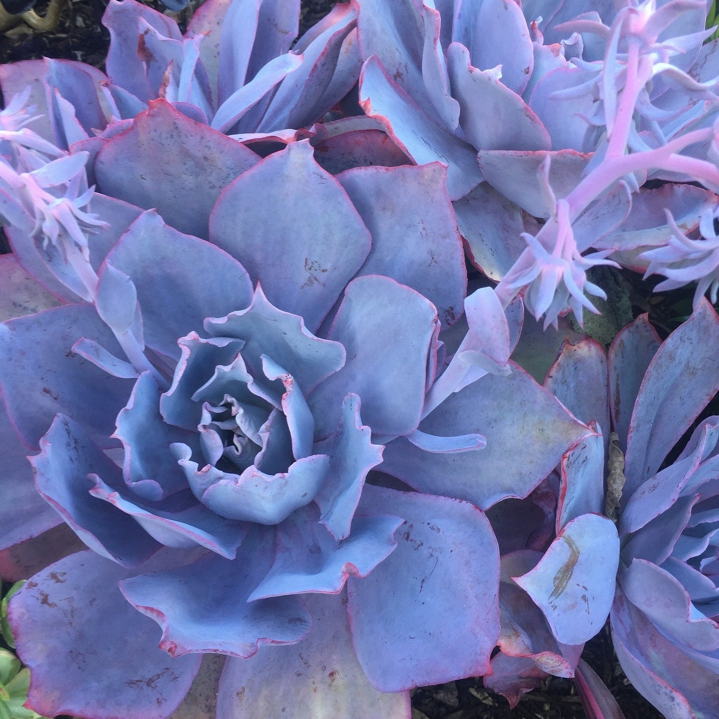 afterglow succulent Buy Echeveria Purple Afterglow