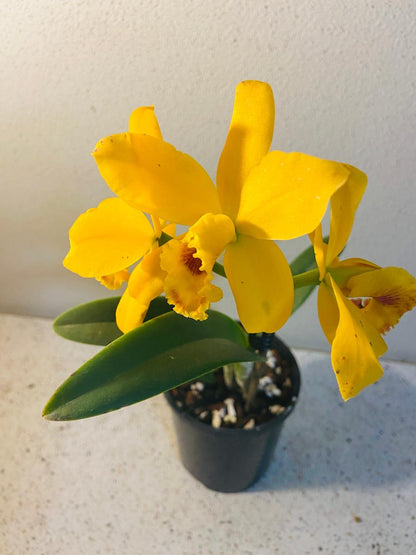 Potinara orchid Topaz Spice showing yellow-orange-red coloration