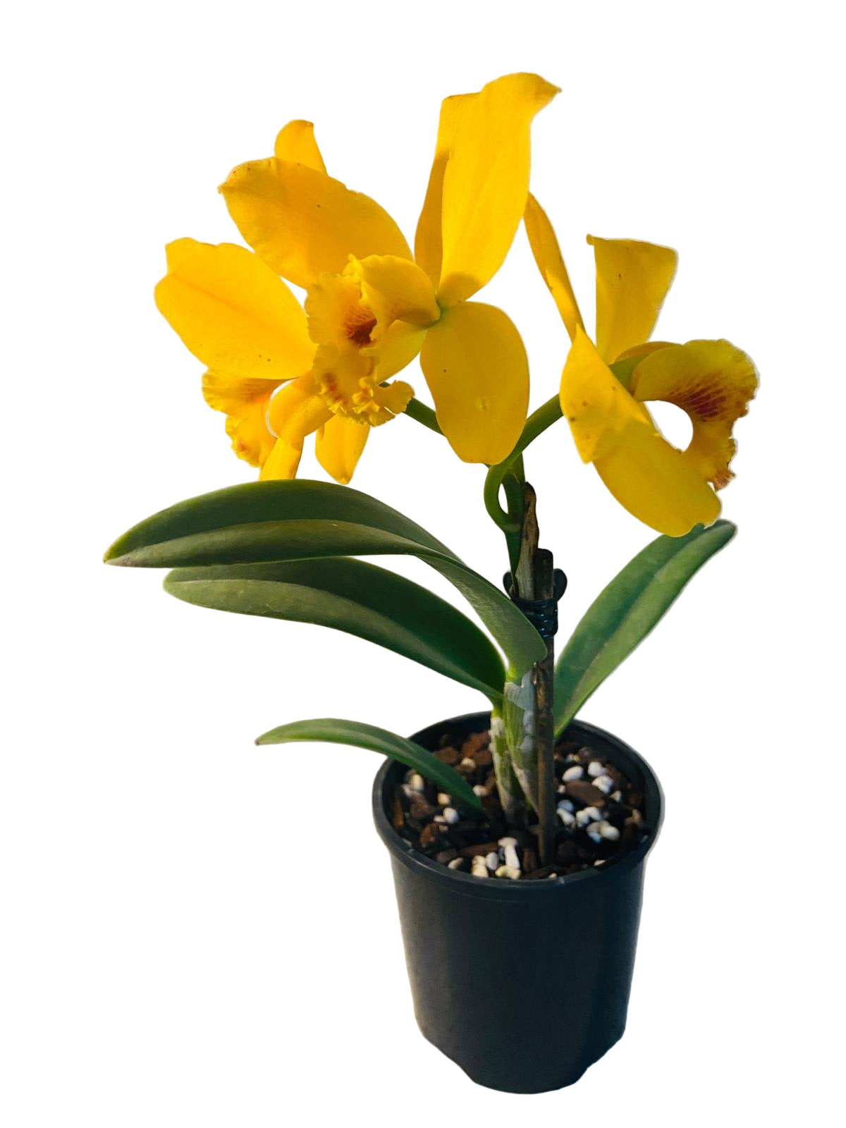 Potinara Sunbird Topaz Spice orange orchid flowers