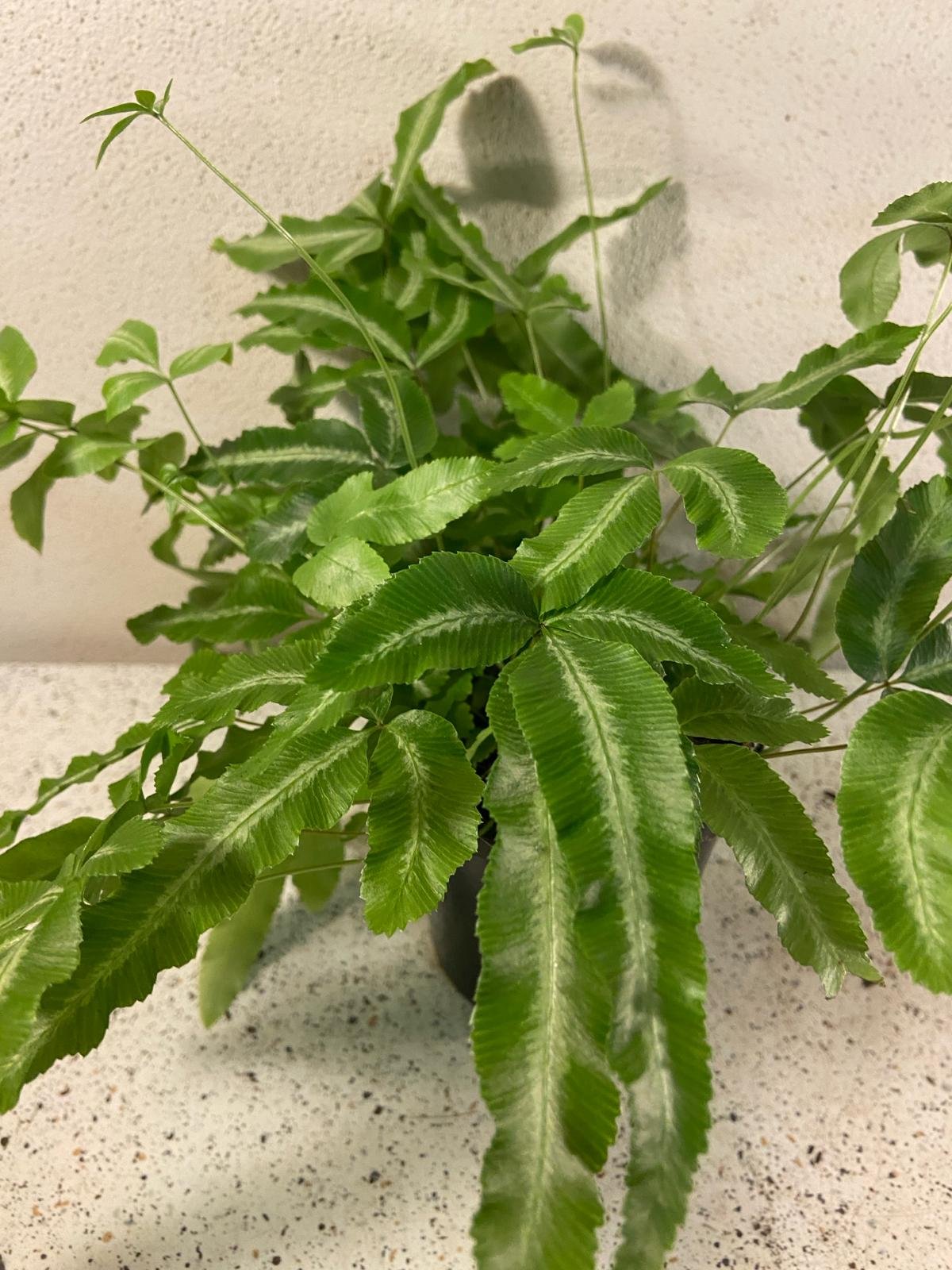 Pteris albo-lineata silver ribbon fern with variegated white striped fronds in black pot