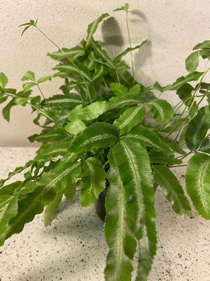Pteris albo-lineata silver ribbon fern with variegated white striped fronds in black pot