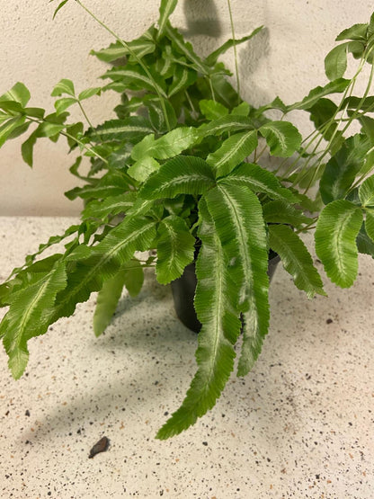 Close up of Pteris albo-lineata showing distinctive silver-white variegation on green fronds