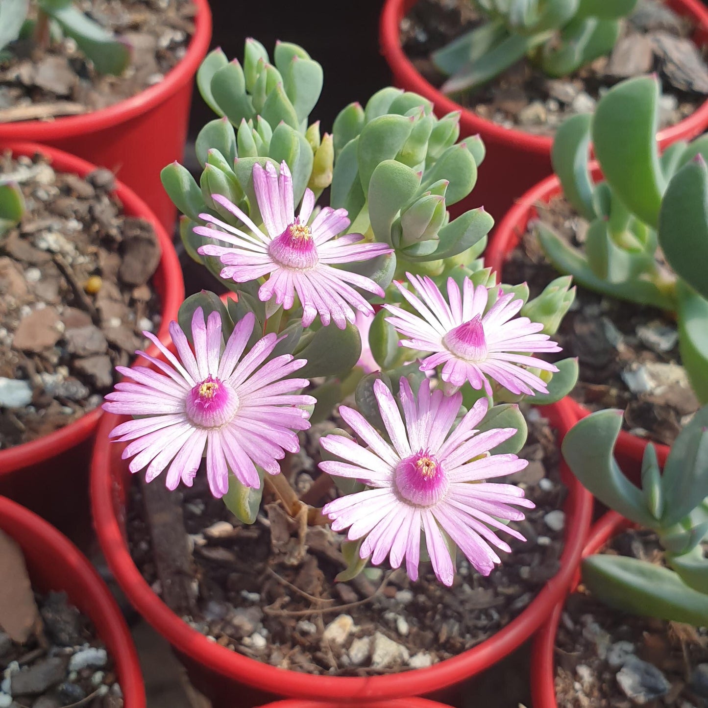 Vibrant purple daisy-like flowers on Ruschia maxima ice plant