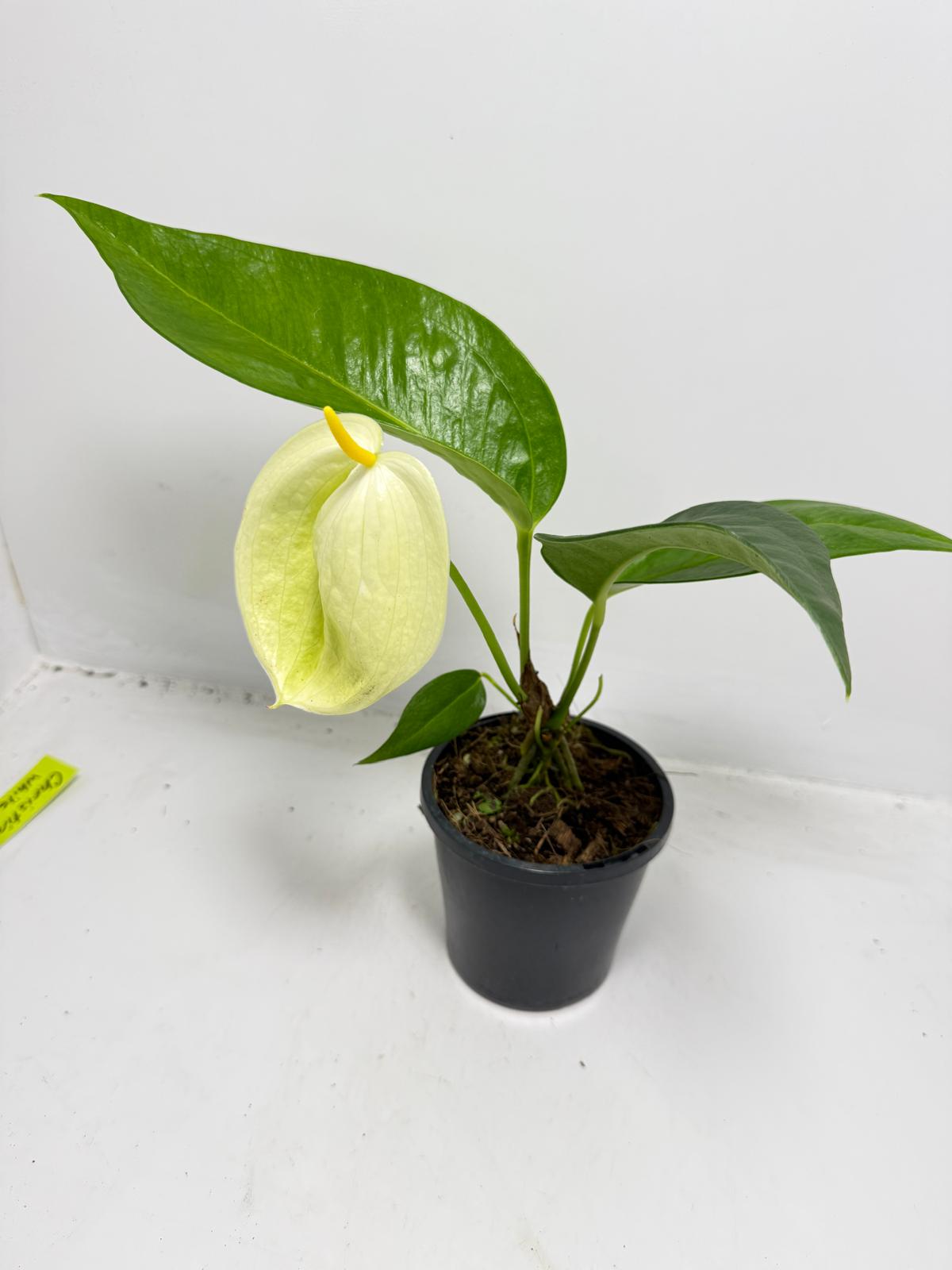 Rare Pigtail Anthurium plant Australia indoor tropical flower