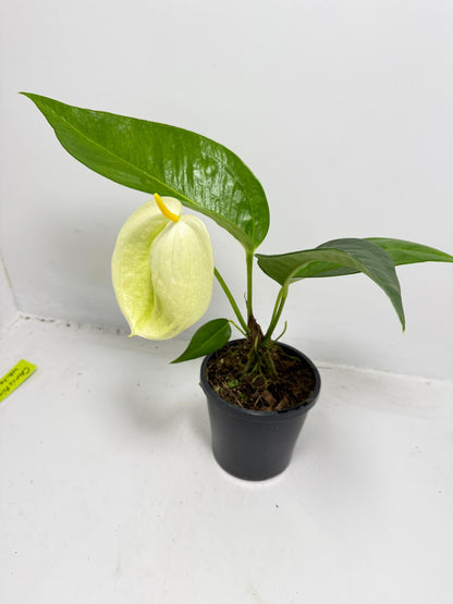 Rare Pigtail Anthurium plant Australia indoor tropical flower