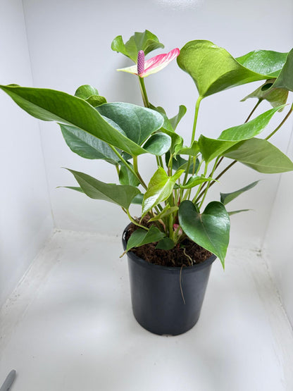 Rare Anthurium Beauty Queen tropical flowering plant for Australian homes and offices
