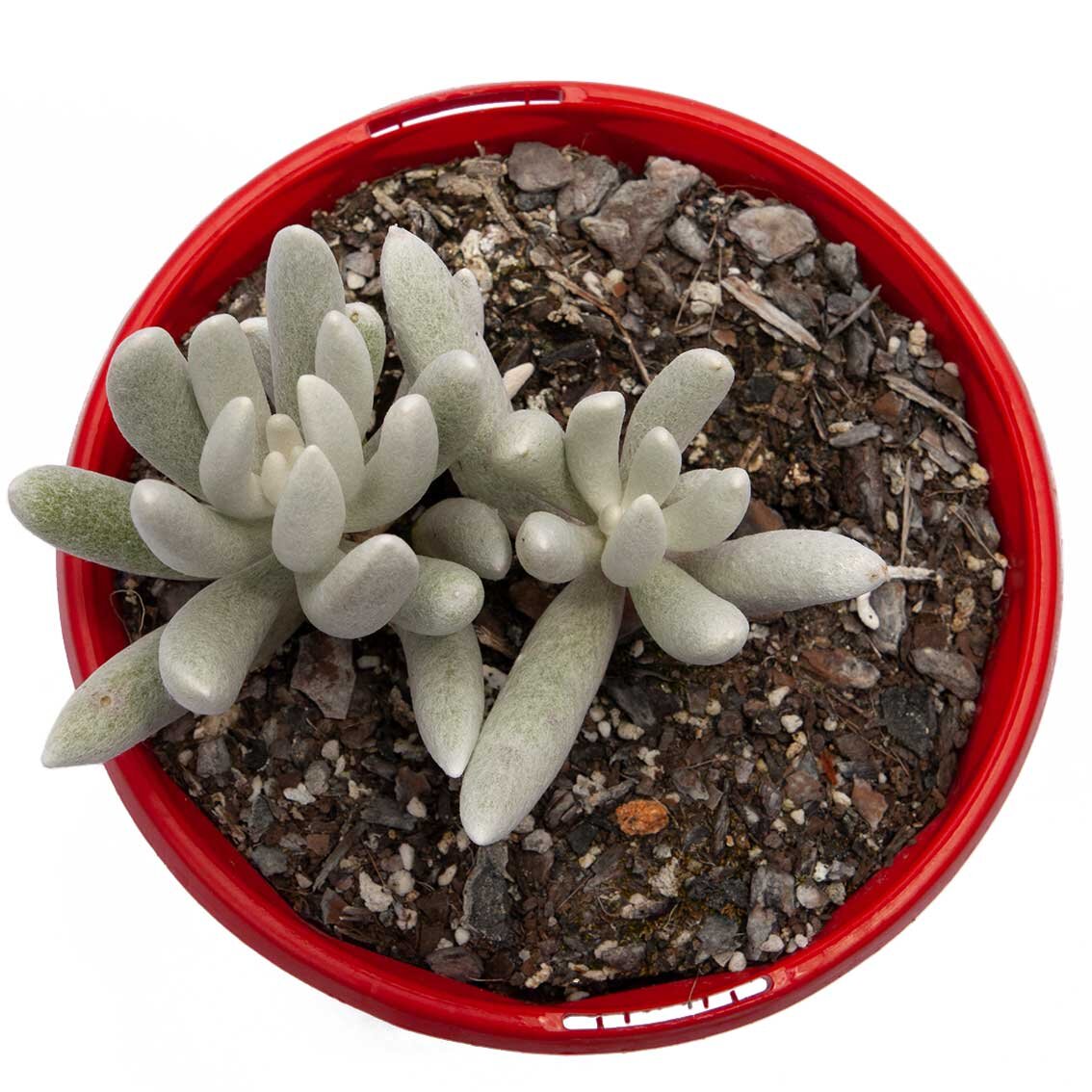 Rare Cocoon Plant succulent available at Succulents Online Australia
